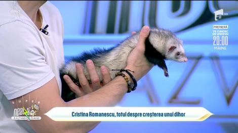 Prietene neobișnuită între animale. Relația dintre doi dihor și o pisică, analizată la Neatza