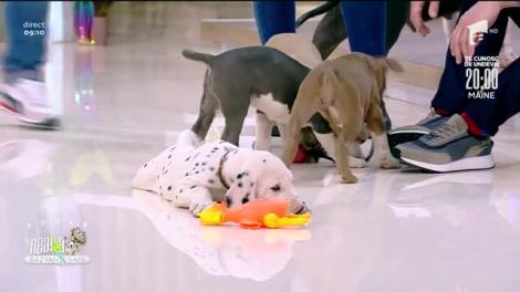 Cei mai frumoși câini din rasele Dalmațian și Amstaff, în direct, la Neatza