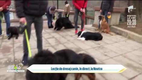 Lecție de dresaj canin. Sfaturi simple pentru dresarea cățelului