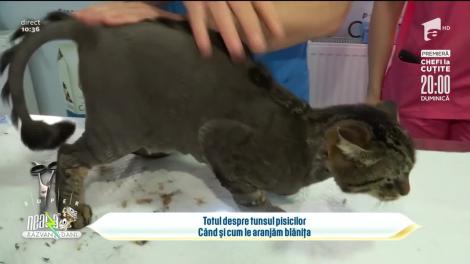 Totul despre tunsul pisicilor. Când e momentul să-ți duci pisica la cosmetică