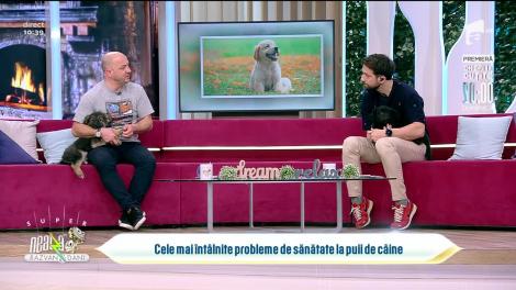 Totul despre cele mai întâlnite probleme de sănătate la puii de câine