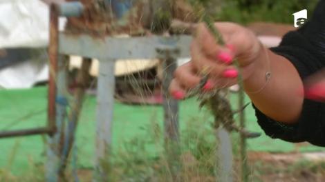 Larisa Barbu și Nicolai Tand beau afinată pentru a prinde spor la curățat rapane