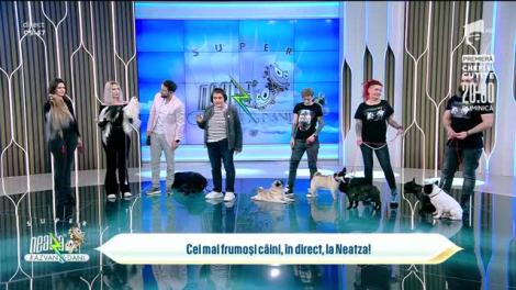 Topul celor mai frumoase rase de câini