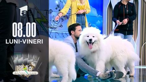 Totul despre creșterea și îngrijirea unui câine rasa Samoyed și Husky