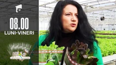 Verdețurile, deliciul sănătos în farfurie