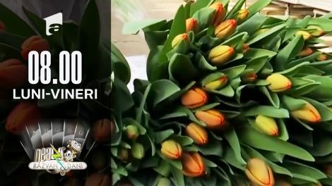 Totul despre îngrijirea și recoltarea lalelelor