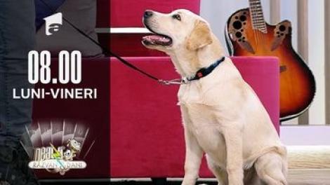 Cătălin Cornea, instructor atestat și autorizat în dresaj canin, totul despre predresaj