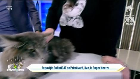 Pisicile aristocrate, în direct, la Super Neatza