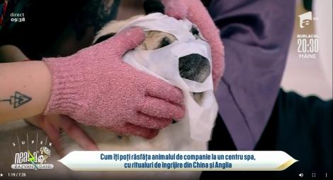 Cum îți poți răsfăța animalul de companie la un centru SPA, cu ritualuri de îngrijire din China și Anglia