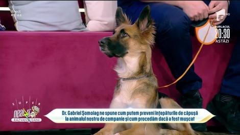 Mușcătura de căpușă la câini și pisici. Ce boli le provoacă și cum o putem extrage