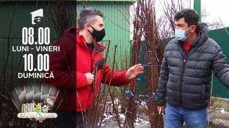 Sfaturi utile despre plantarea pomilor fructiferi