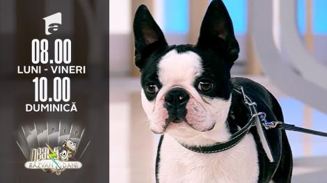 Diferențele dintre rasele de câini Boston Terrier și Bulldog Francez