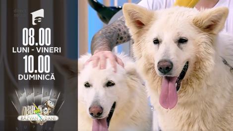 Lupii albi, cei mai buni prieteni ai copiilor