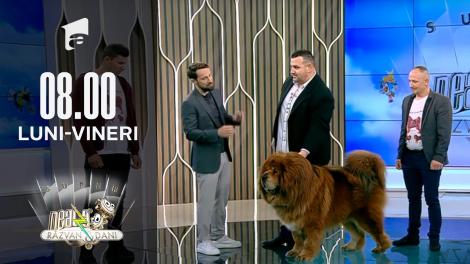 Povestea lui Boss Phantom, cel mai frumos Mastiff Tibetan din lumea