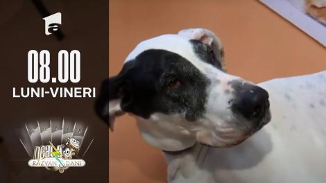 Animalul tău de companie năpârlește? Uite ce trebuie să faci!