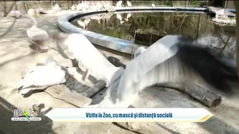 Nu știi ce să faci în weekend? Hai la Grădina Zoo din București!