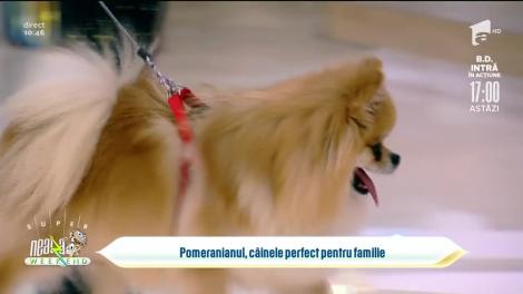 Cei mai frumoși câini rasa Pomeranian, în direct la Super Neatza!