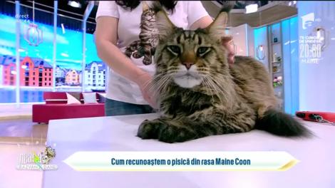 Cum recunoaștem celebra pisică din rasa Maine Coon