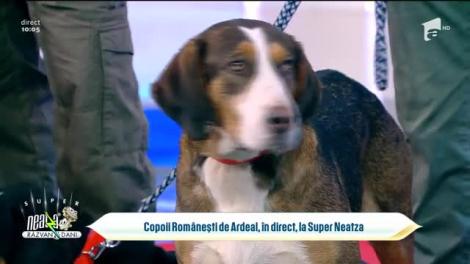 Copioii Românești de Ardeal, în direct, la Super Neatza