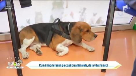 Cum îi împrietenim pe copii cu animalele, de la vârste mici