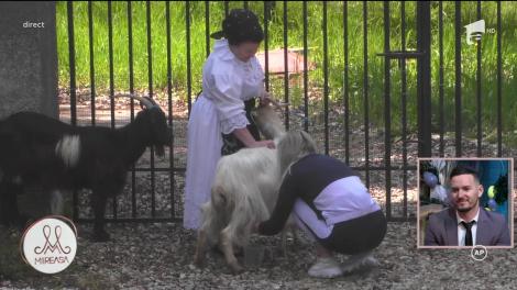 Fetele de la Mireasa, puse să mulgă capre! Iată cum s-au descurcat