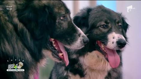 Ciobăneștii Românești, buni la paza gospodăriei, fiind perfect adaptați climei țării