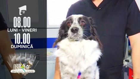 De ce e important să avem grijă de dinții animăluțelor