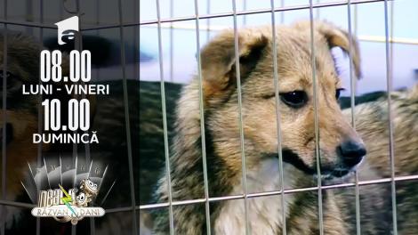 Care sunt condițiile și cum se desfășoară procesul de adopție al unui câine