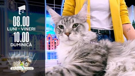 Super expoziție de pisici rasa Maine Coon, în direct, la Neatza