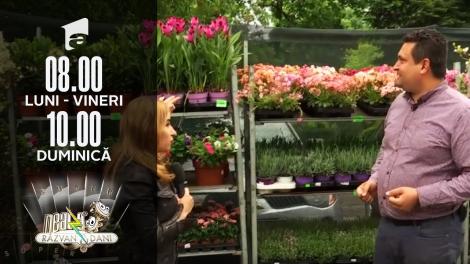 Cum să-ți transformi grădina sau terasă într-un colț de rai cu ajutorul florilor