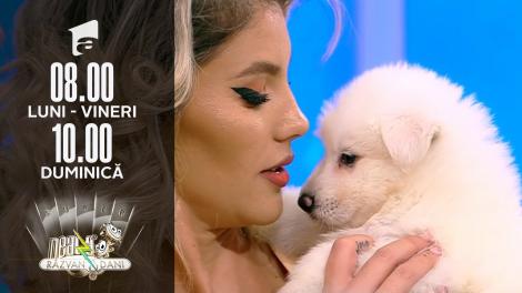 Lupii albi de poveste, în direct, la Super Neatza