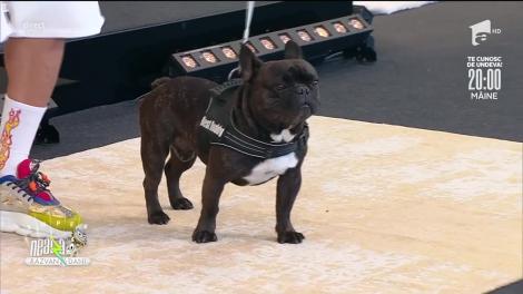 Dorian Popa cântă piesa "Înoată Chelutu", la Super Neatza!