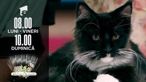 Cele mai mari pisici domestice din lume, în direct, la Neatza de Weekend