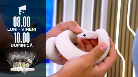 Platoul de la Neatza, invadat de șerpi. Totul despre pitonii regali