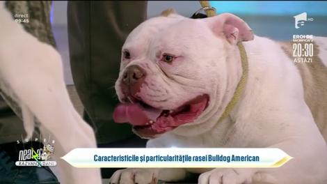 Totul despre rasa de câine Bulldog American