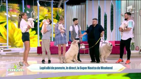 Lupii albi de poveste, în direct, la Super Neatza de Weekend