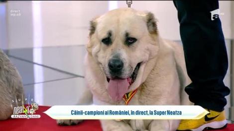 Câștigătorii Expoziției Canine "Ibănești Royal Show", în direct, la Neatza cu Răzvan și Dani