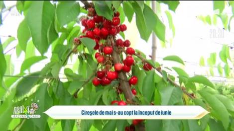 Cireșele de mai s-au copt la început de iunie