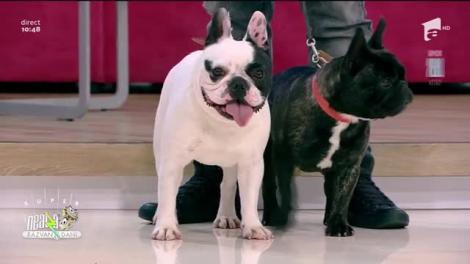 Bulldogul Francez, o rasă dedicată vieții de familie