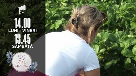 Doamna Victoria şi Costinela, la cules de căpşune! Discuţie între patru ochi despre Ionuţ!