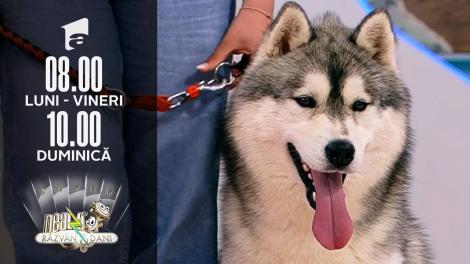Super exemplare din rasă Husky Siberian, în direct, la Neatza