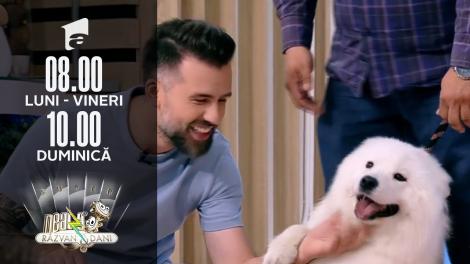 Totul despre creșterea și îngrijirea câinilor din rasa Samoyed, câinele ”zâmbăreț”