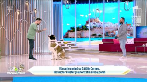 Educație canină cu Cătălin Cornea, instructor atestat și autorizat în dresaj canin