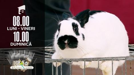 Iepurii de casă, cele mai simpatice animăluțe pentru copii