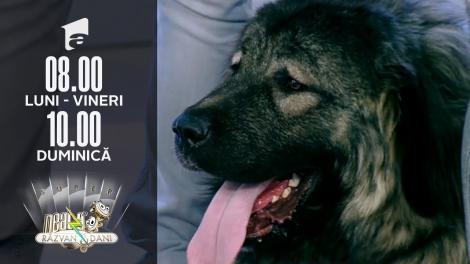 Cum îngrijim corect un câine rasa Ciobănesc Caucazian