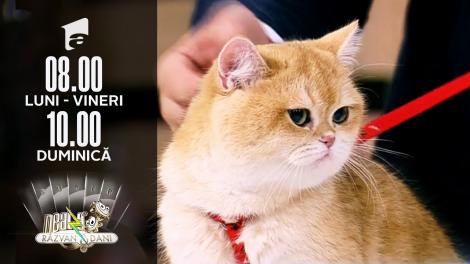 Cele mai simpatice pisici și cei mai cool pitici, la Super Neatza de Weekend