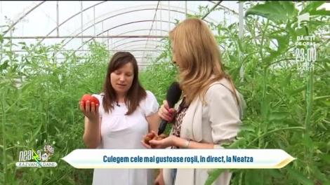 Culegem cele mai gustoase roșii, în direct, la Super Neatza