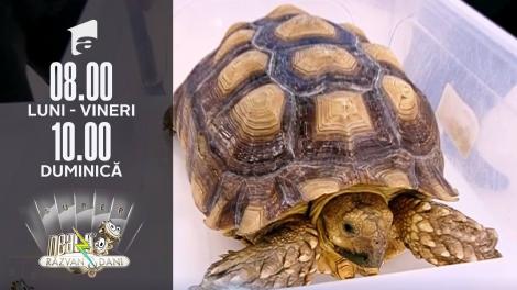 Tot ce trebuie să știm despre creșterea unei broaște țestoase