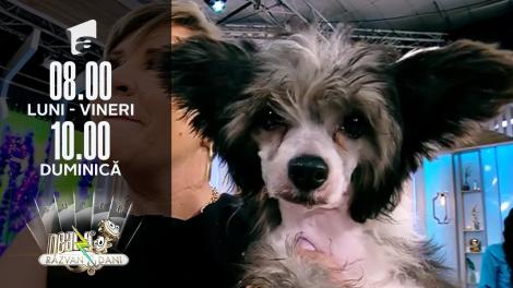 Neatza de Weekend, 11 iulie 2021. Super exemple de câini rasa Chinese Crested