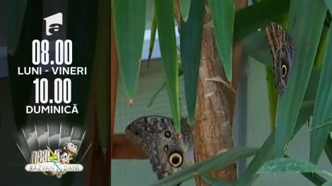 Super Neatza, 13 iulie 2021. Cei mai frumoși fluturi tropicali